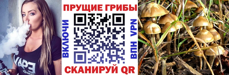 Галлюциногенные грибы Cubensis  Пудож 